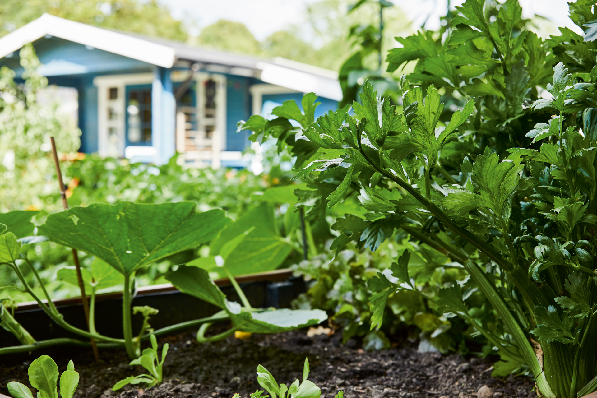 Zbliżenie na rabatę warzywną w ogrodzie przed niebieskim domem