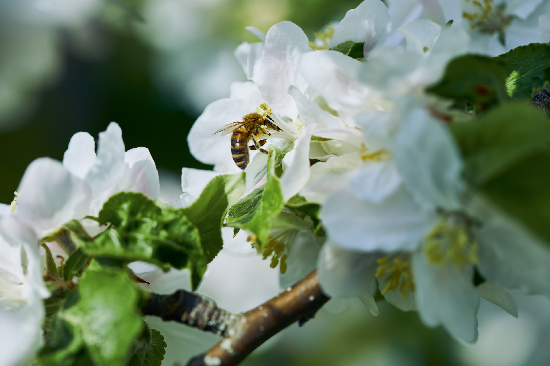 Zbliżenie na pszczołę na białym kwiecie