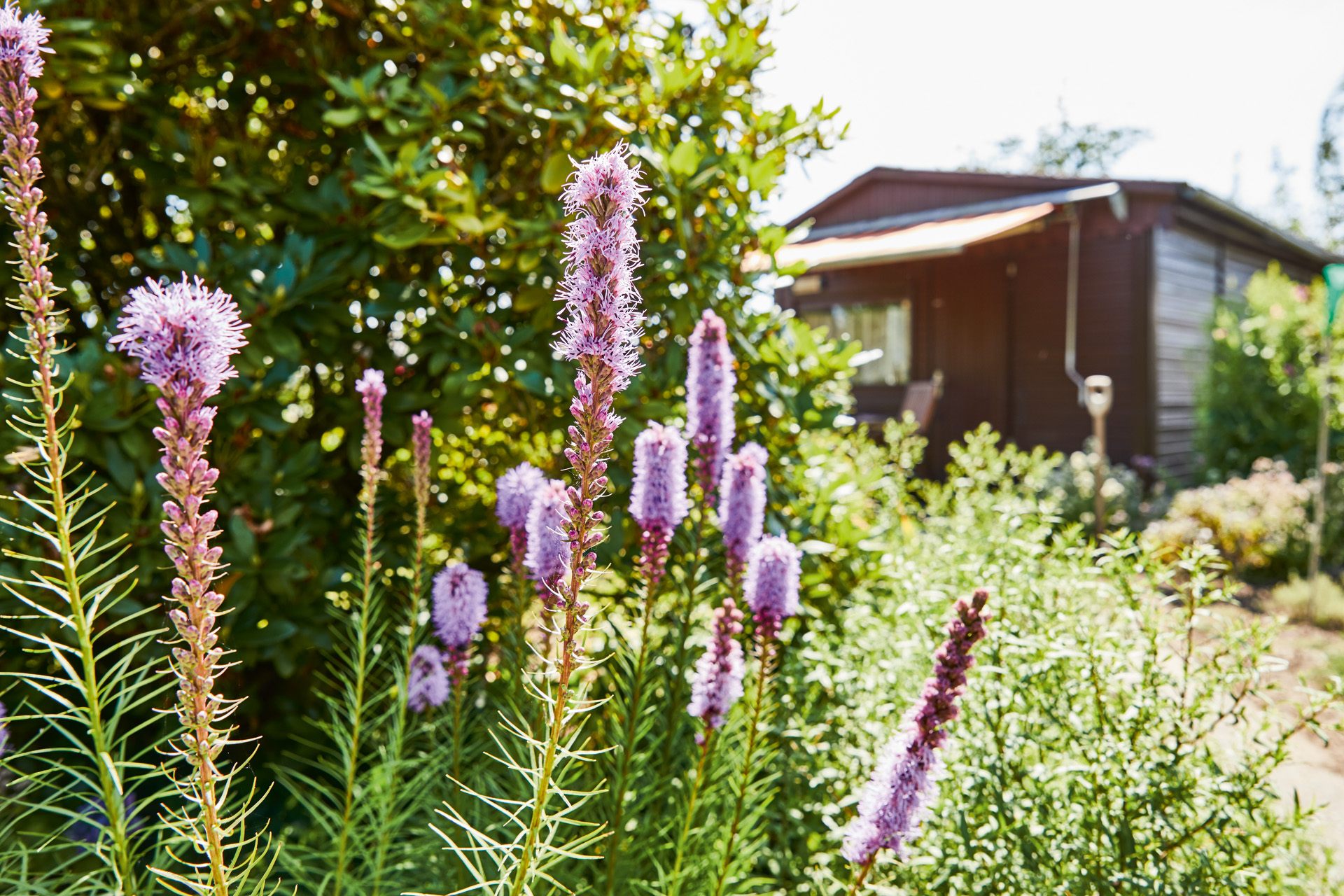 Fioletowe kwiaty wieloletnie w ogrodzie, w tle altanka ogrodowa z markizą