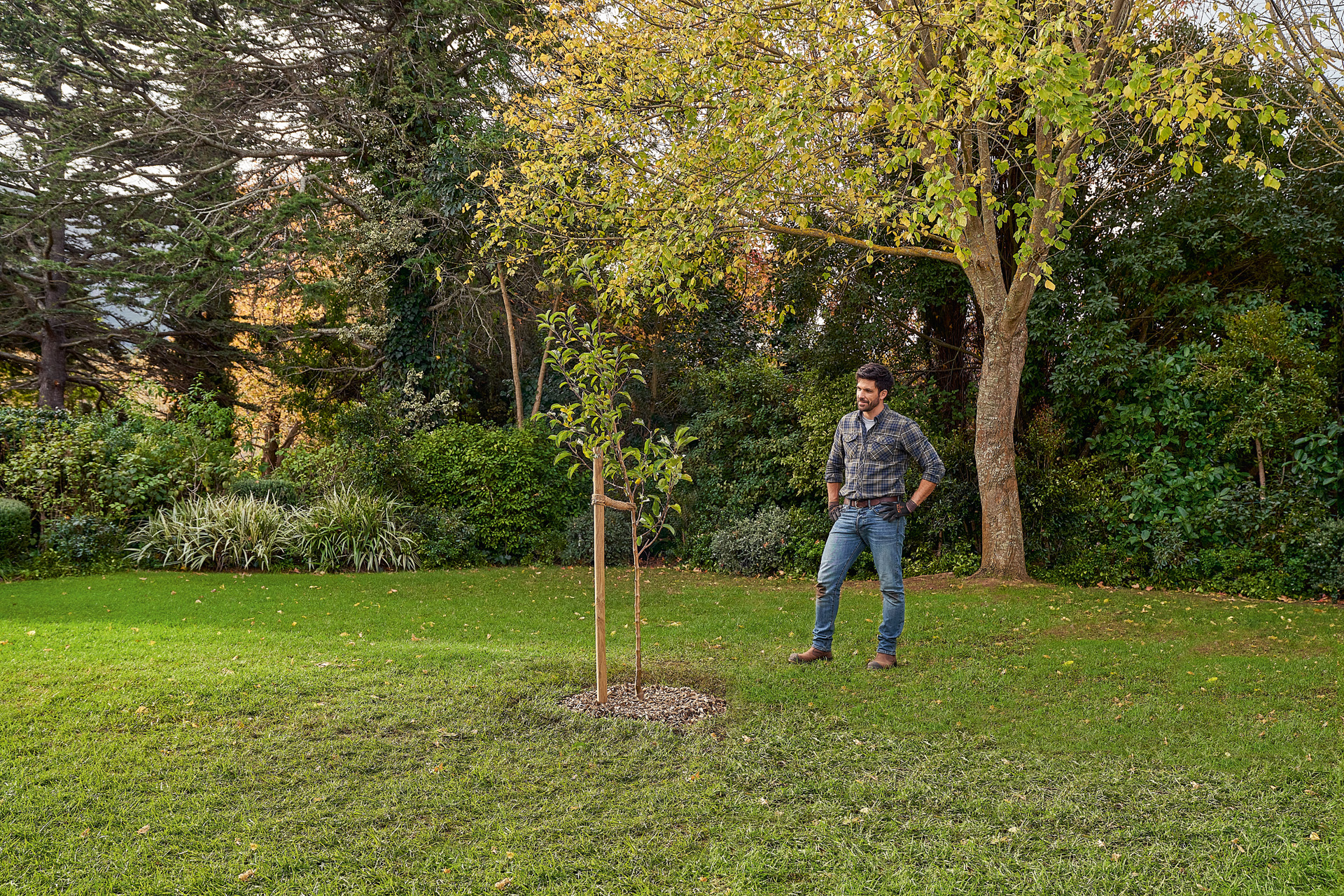 Mężczyzna stoi w ogrodzie obok nowo posadzonego drzewa