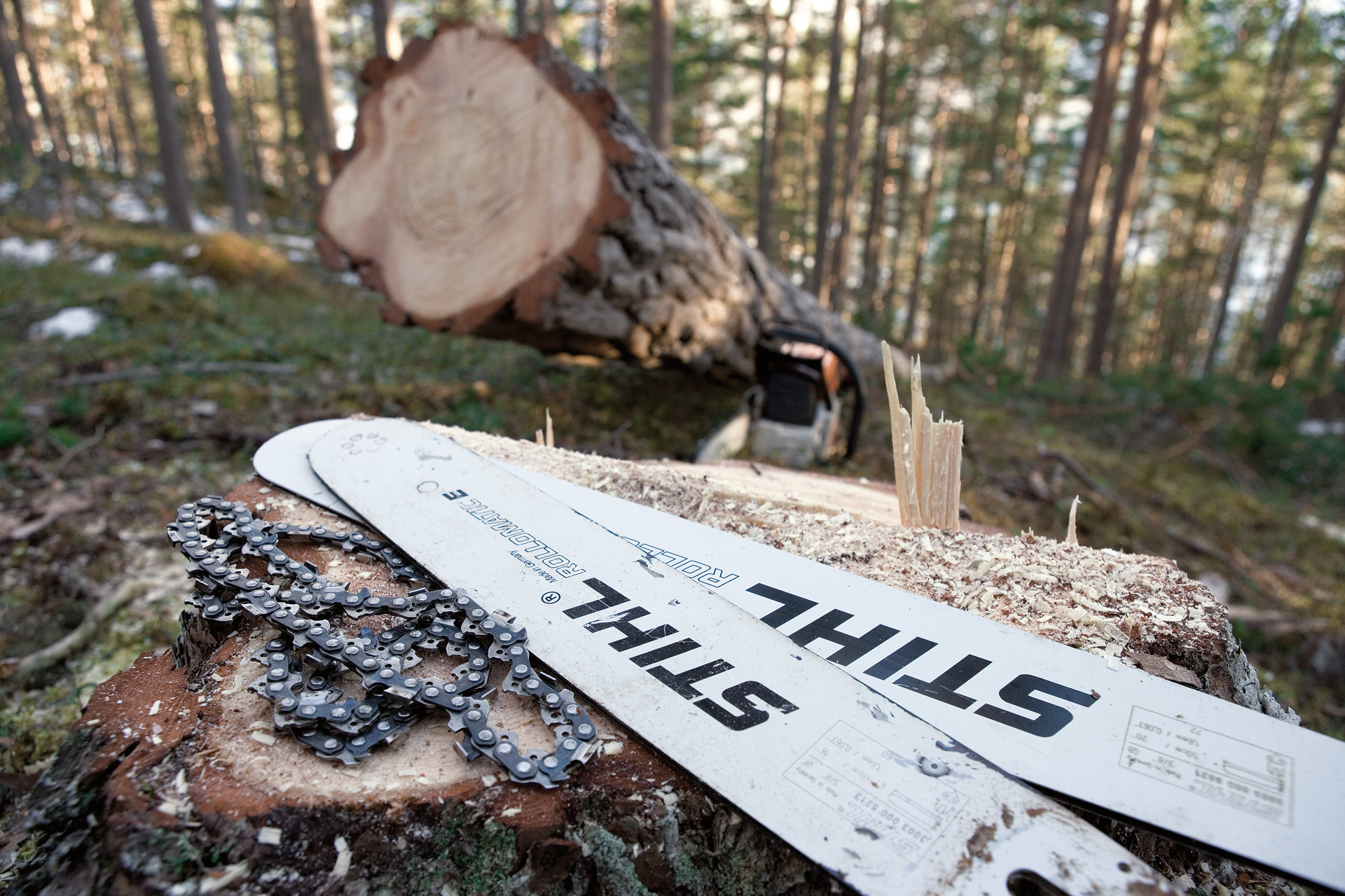 Zwei STIHL Rollomatic E Führungsschienen und eine STIHL Sägekette liegen auf einem Baumstumpf neben einem gefällten Baum im Wald   